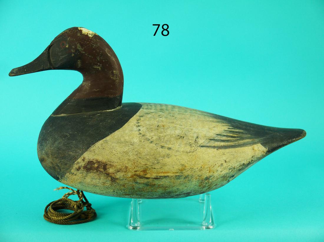 CANVASBACK DRAKE, J. GLENN (1 of 4)