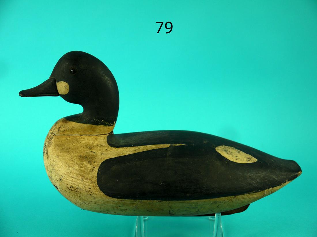 GOLDENEYE DRAKE, KITTY HAWK, NC (1 of 4)