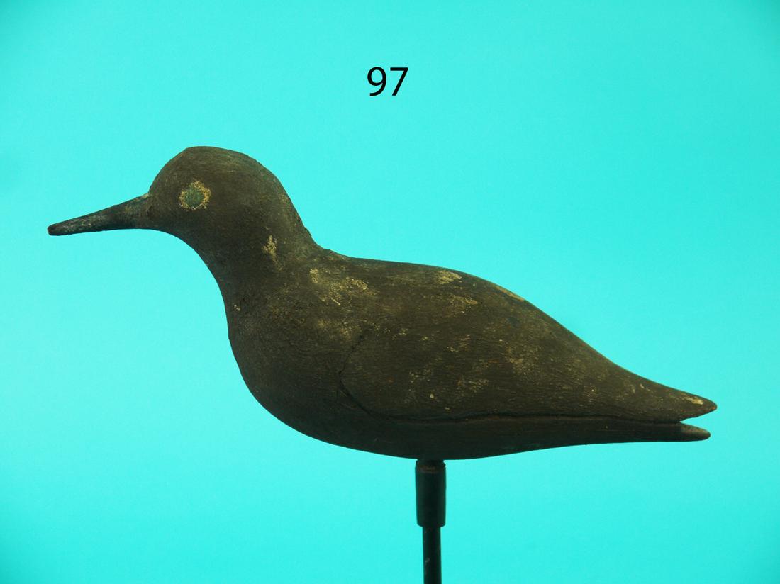 BLACK BREAST PLOVER, VIRGINIA (1 of 4)