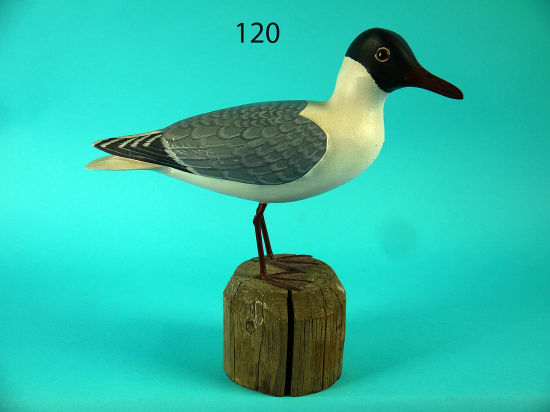 COMMON TERN, H.V. SHOURDS (1 of 4)