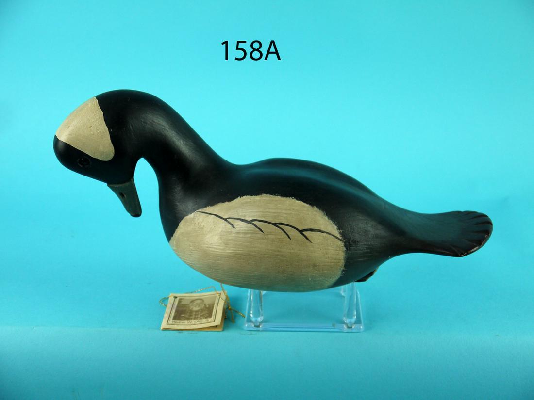 BUFFLEHEAD DRAKE, W. OLER (1 of 4)