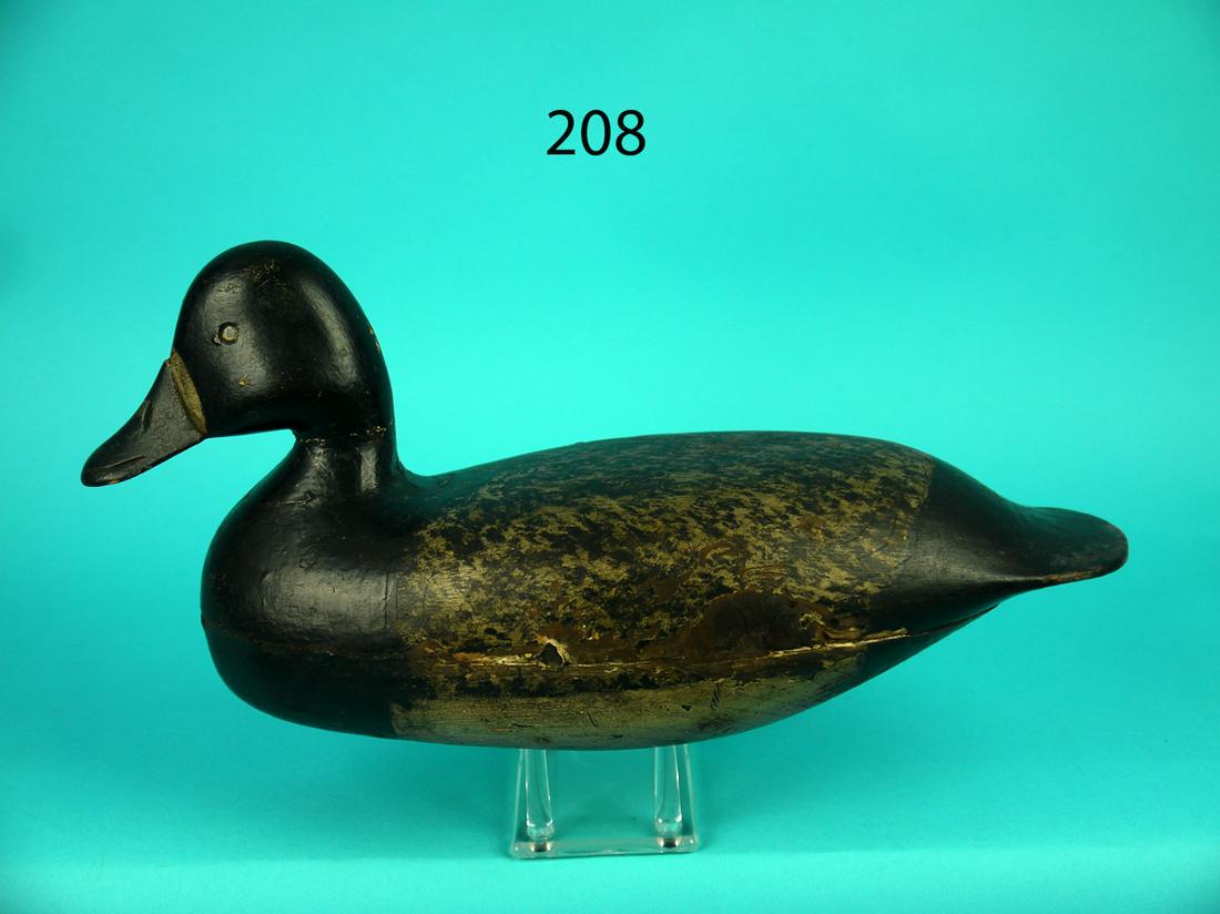 BLUEBILL DRAKE, M. KEARS (1 of 4)