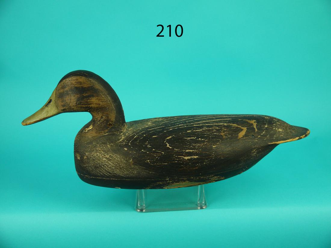 EARLY BLACK DUCK, HEAD OF THE BAY, NJ (1 of 4)