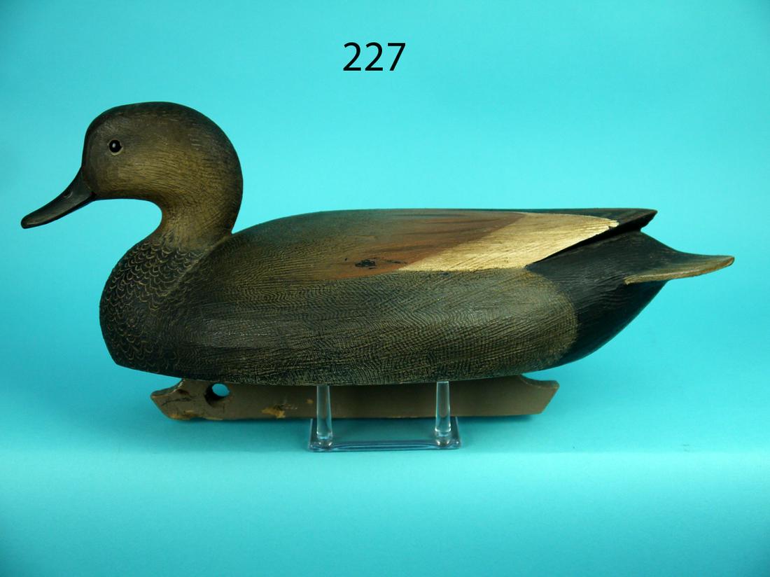 GADWALL DRAKE, M. HANSON (1 of 4)