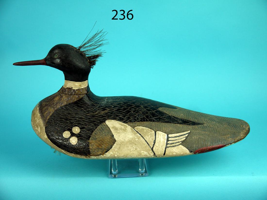 EARLY MERGANSER DRAKE, MARITIME PROVINCES (1 of 4)