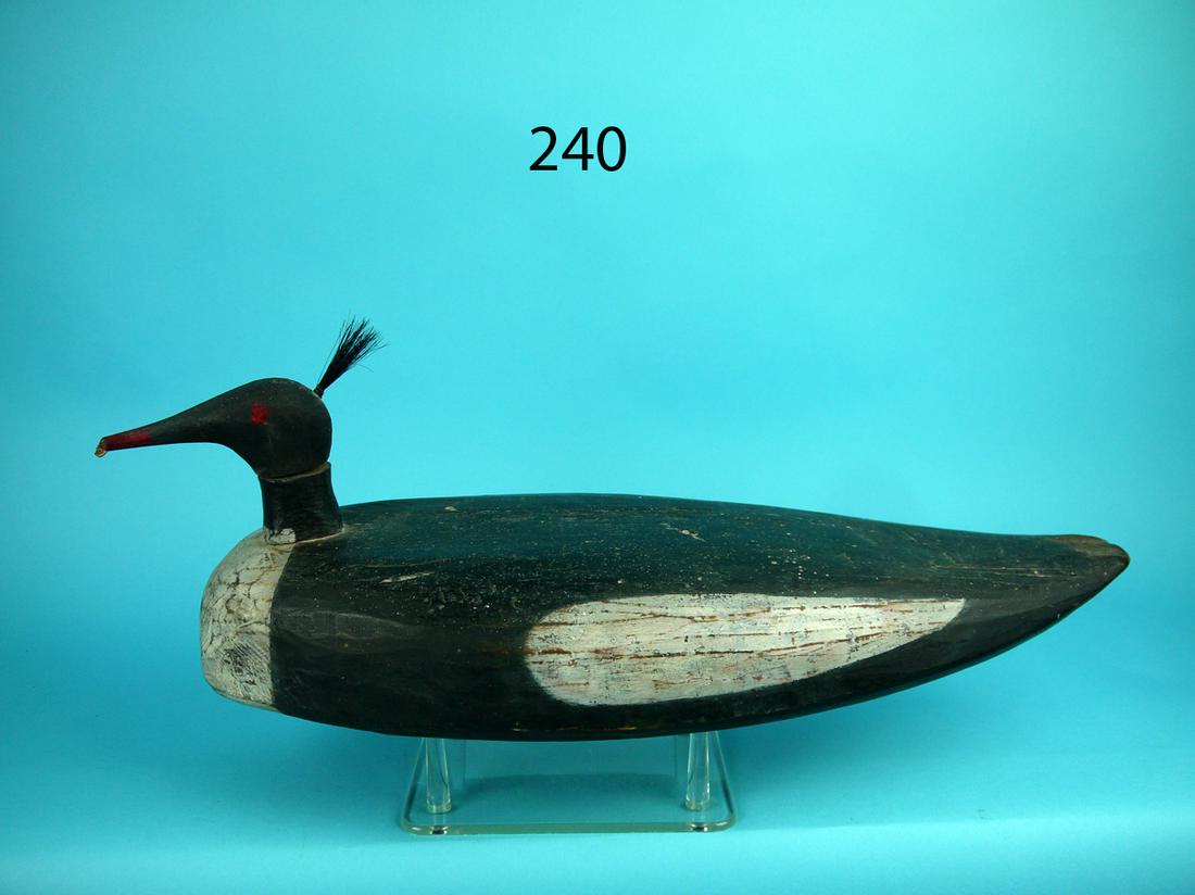 AMERICAN MERGANSER DRAKE, MARITIME PROVINCES (1 of 4)