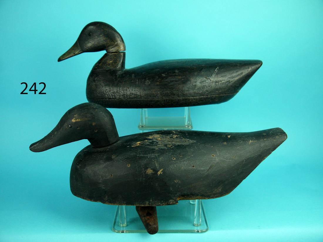TWO BLACK DUCKS, CANADIAN (1 of 4)