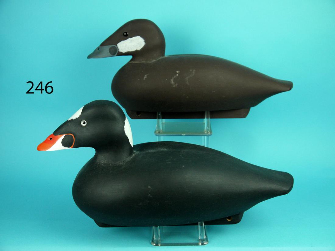 SURF SCOTER PAIR, W. CONROY (1 of 4)