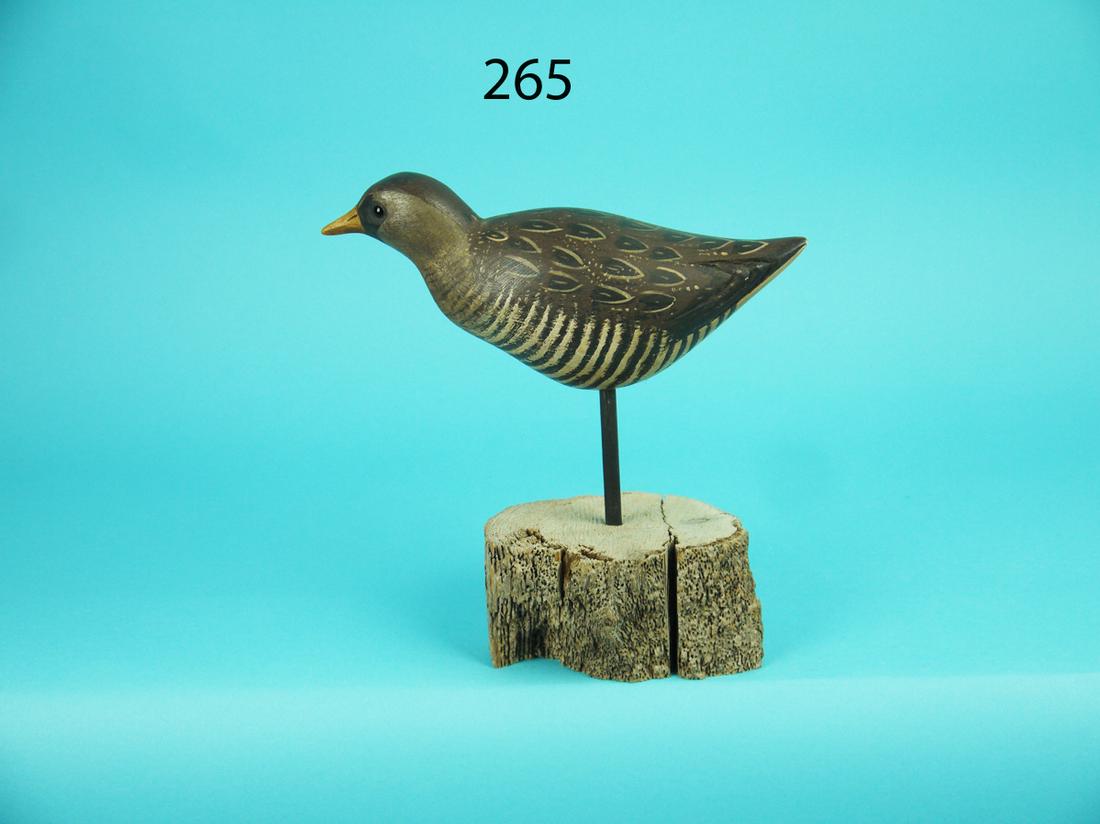 SORA RAIL, S. MOREY (1 of 4)