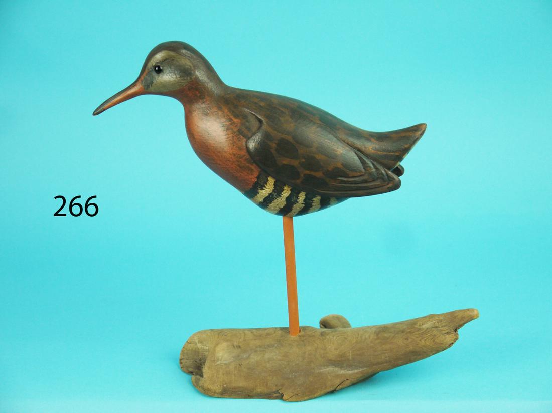 VIRGINIA RAIL, S. MOREY (1 of 4)