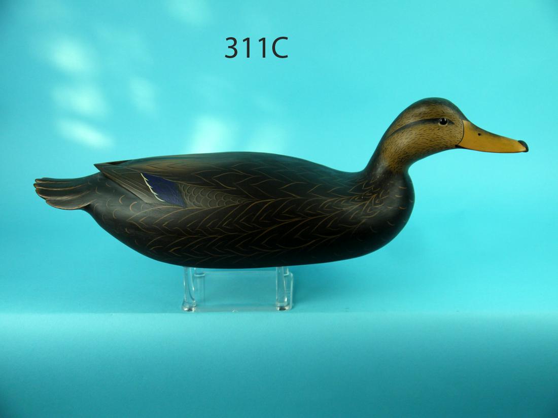 BLACK DUCK HEN, B. WHITE (1 of 4)