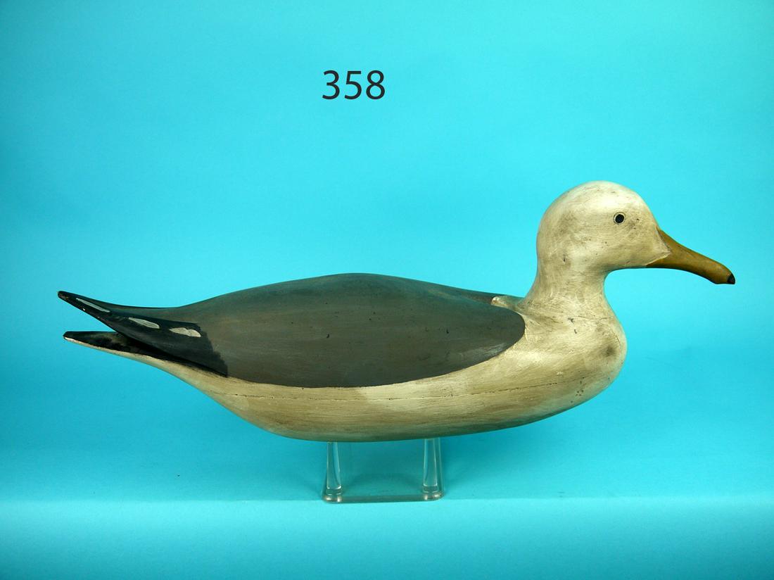 GRAY BACK GULL, B. BIEBER (1 of 4)