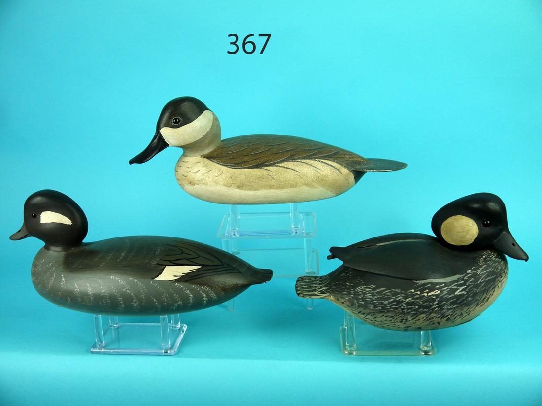 RUDDY DUCK, P. VIGNERI/TWO BUFFLEHEADS (1 of 4)