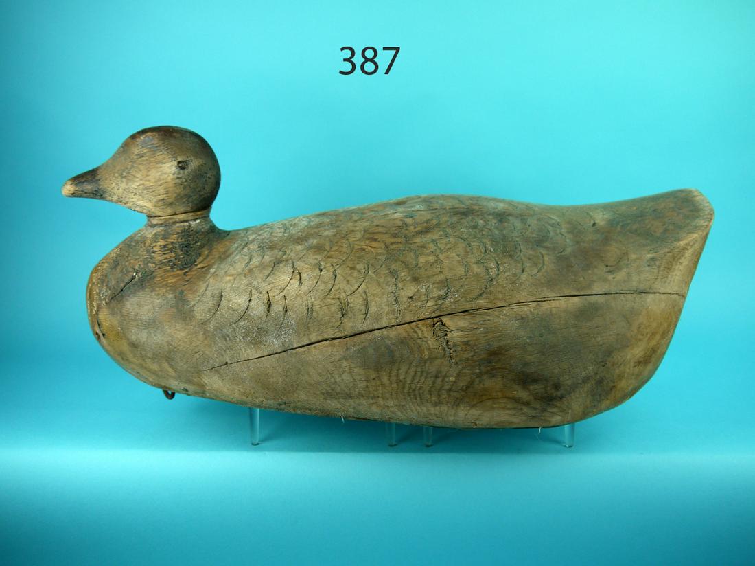 OVERSIZED EIDER DRAKE, MARITIME PROVINCES (1 of 3)