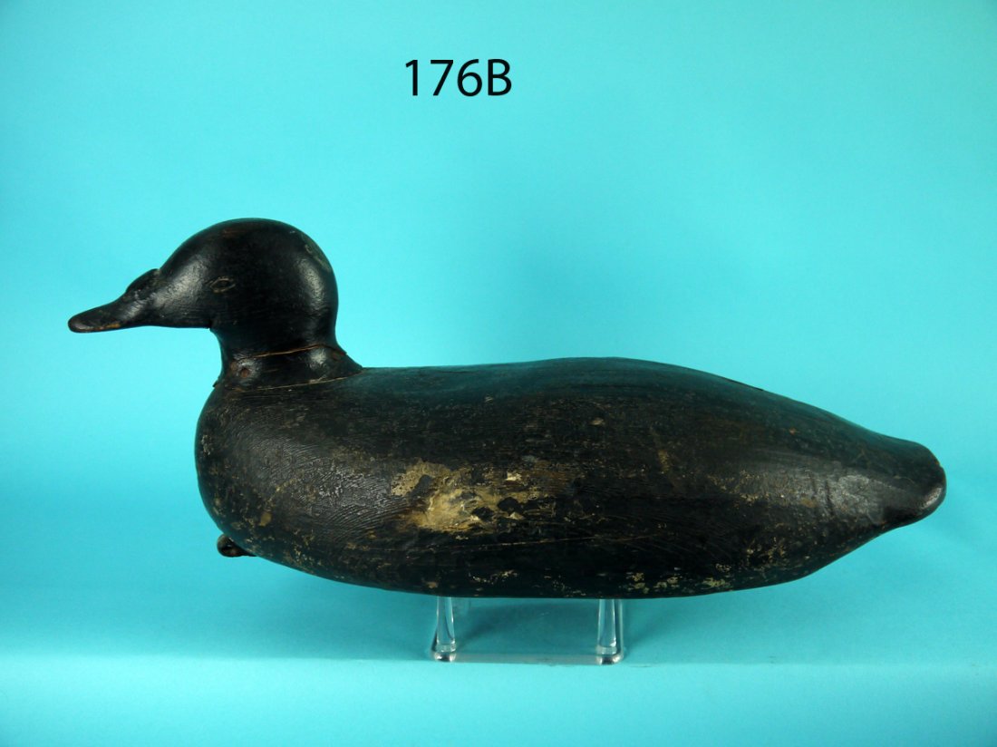 SURF SCOTER, MAINE (1 of 4)