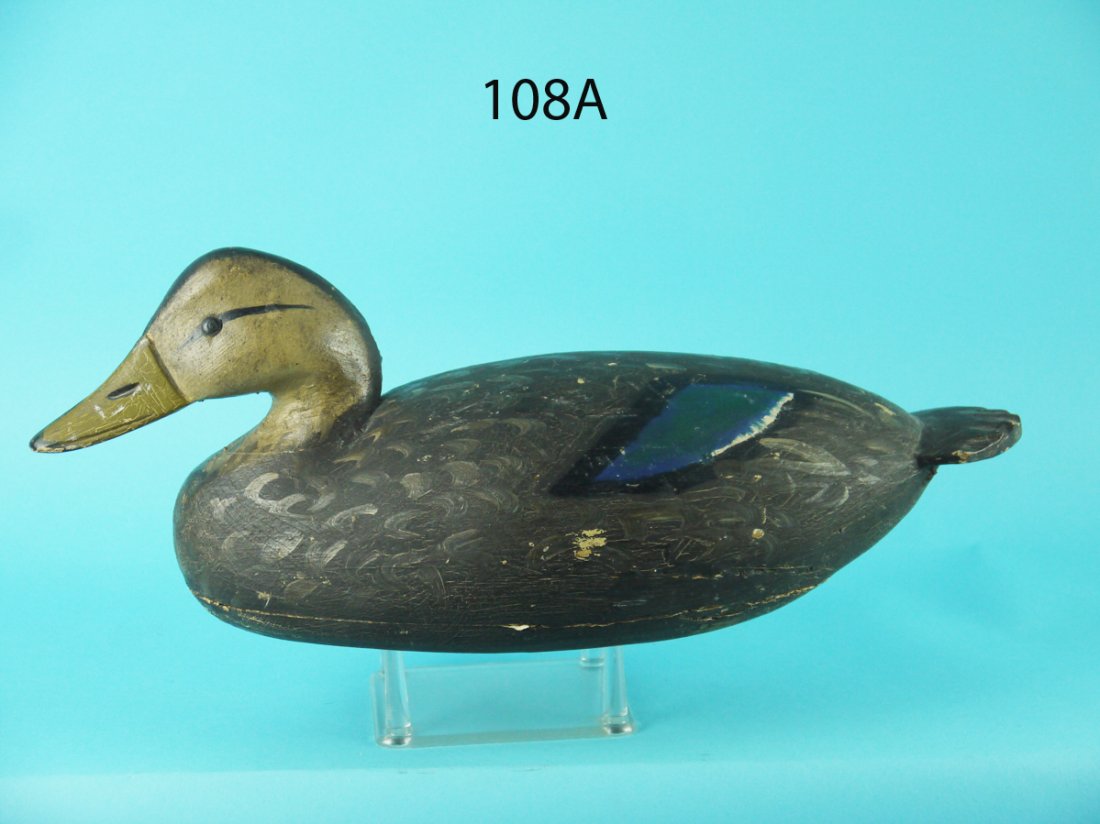 BLACK DUCK, I. HUDSON (1 of 4)