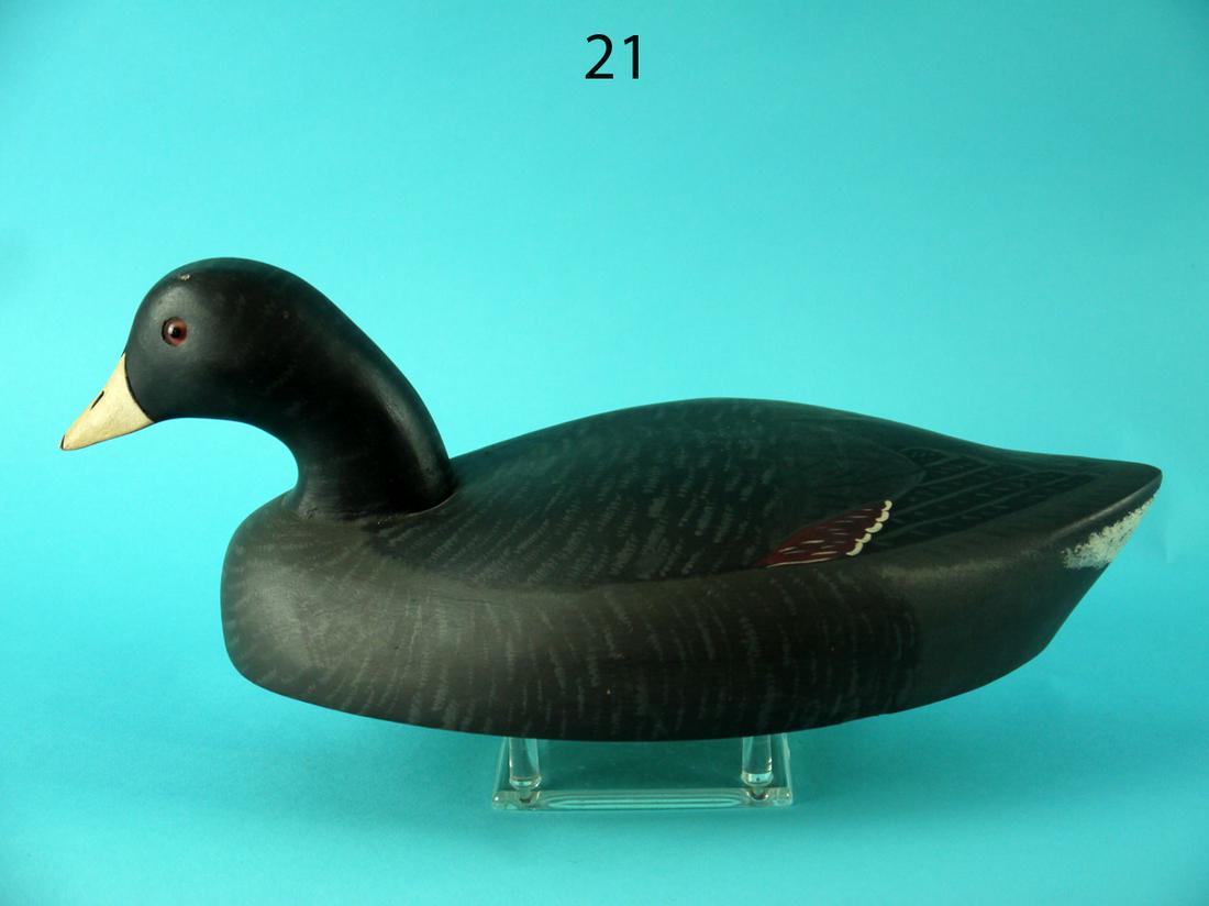 RARE COOT, WILDFOWLER (1 of 4)