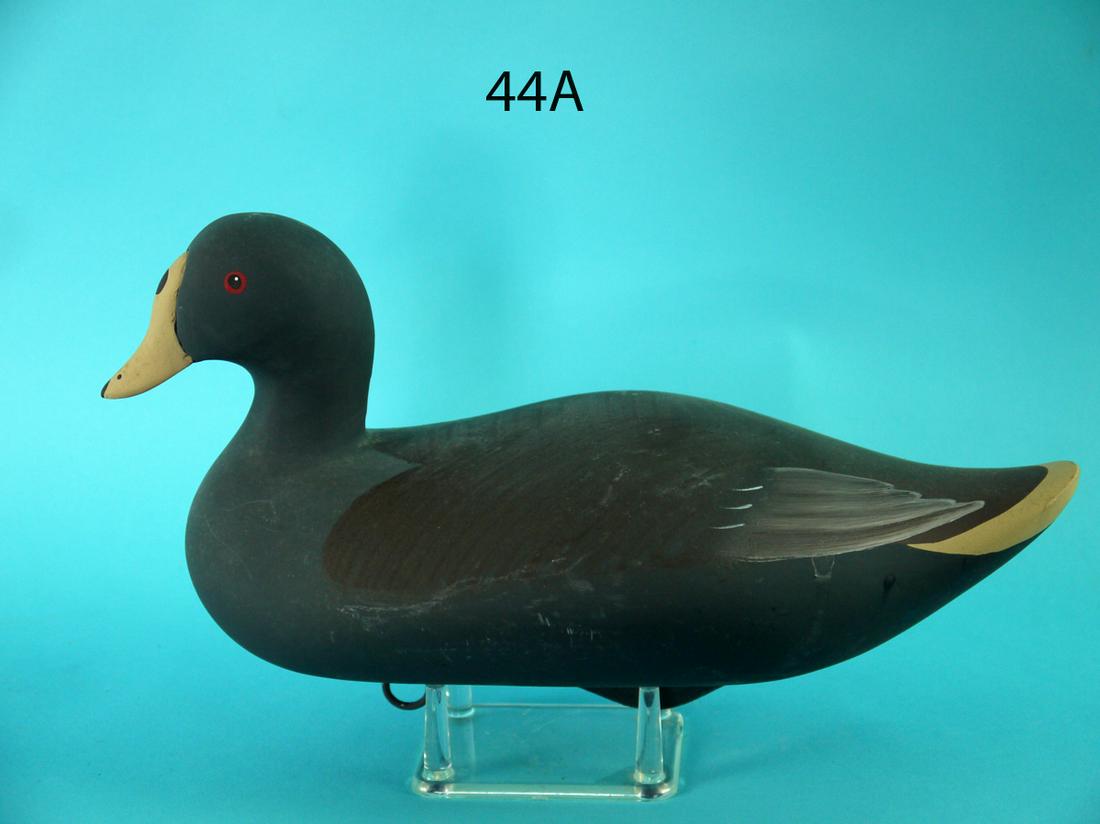 COOT, P. VINCENTI: COOT by Pat Vincenti, Havre de Grace, MD. Excellent original paint and condition. Detailed painted feather work to back. Head turned slightly left. Nice etched bill carving. Retains keel weight and ri