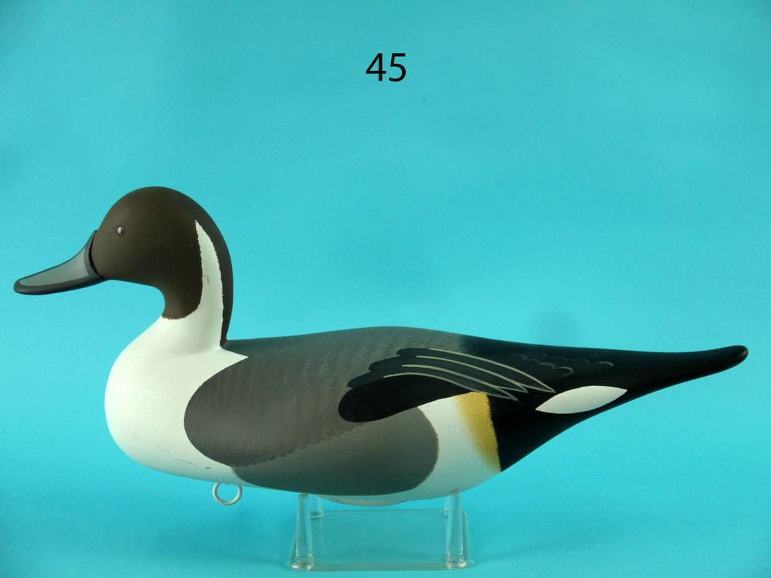 PINTAIL DRAKE, B. BODT (1 of 4)