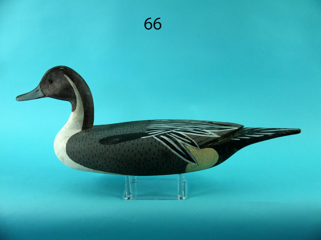 PINTAIL DRAKE, C. SEIDEL (1 of 4)