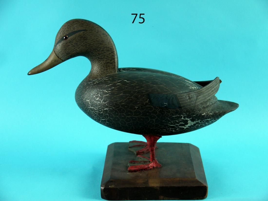 STANDING BLACK DUCK , CHINCOTEAGUE, VA (1 of 2)