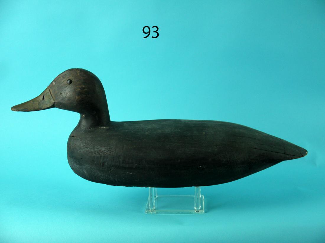 EARLY BLACK DUCK, NEW JERSEY (1 of 4)