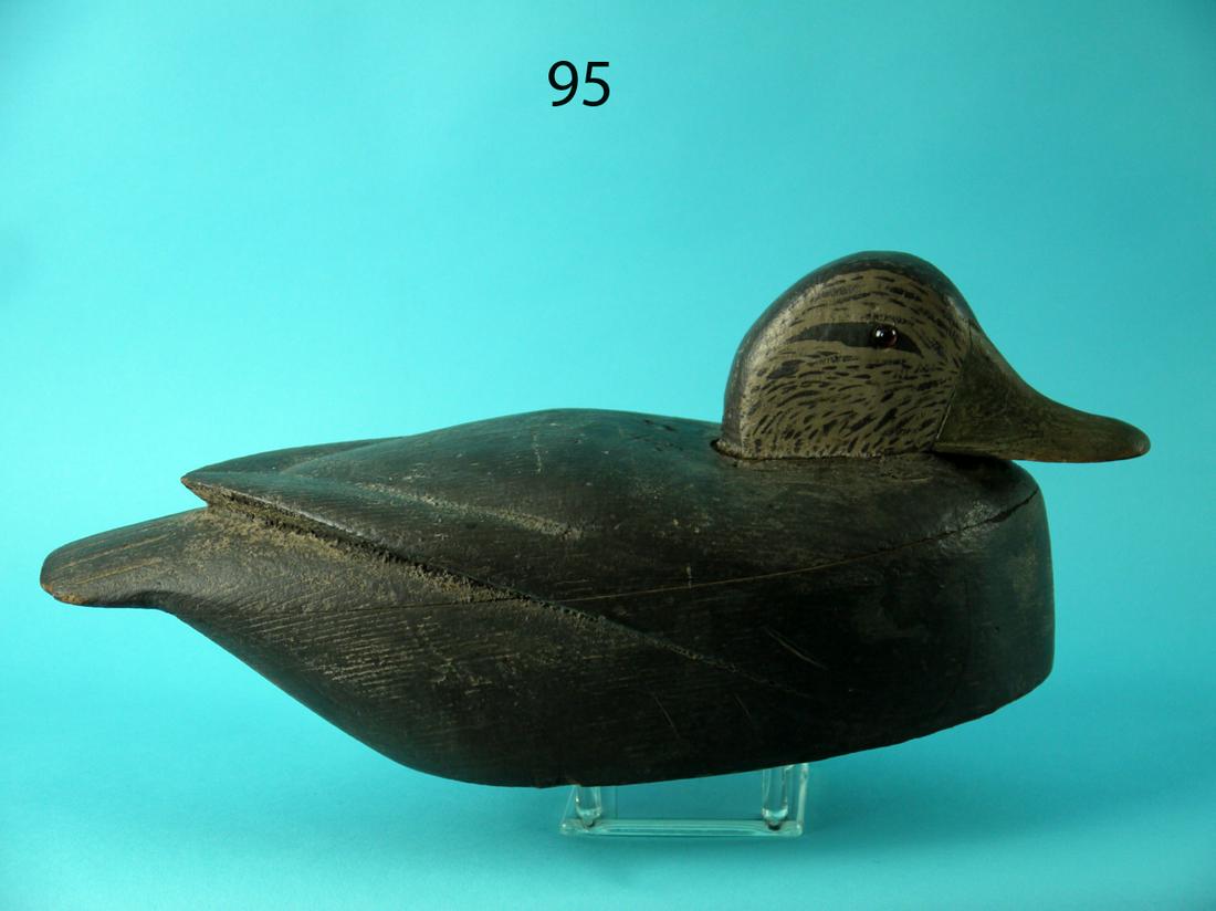 BLACK DUCK, DELAWARE RIVER (1 of 4)