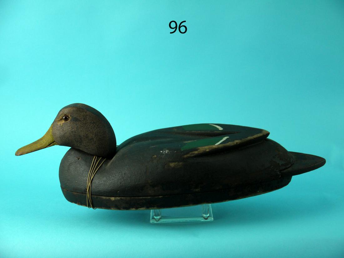 BLACK DUCK, DELAWARE RIVER (1 of 4)