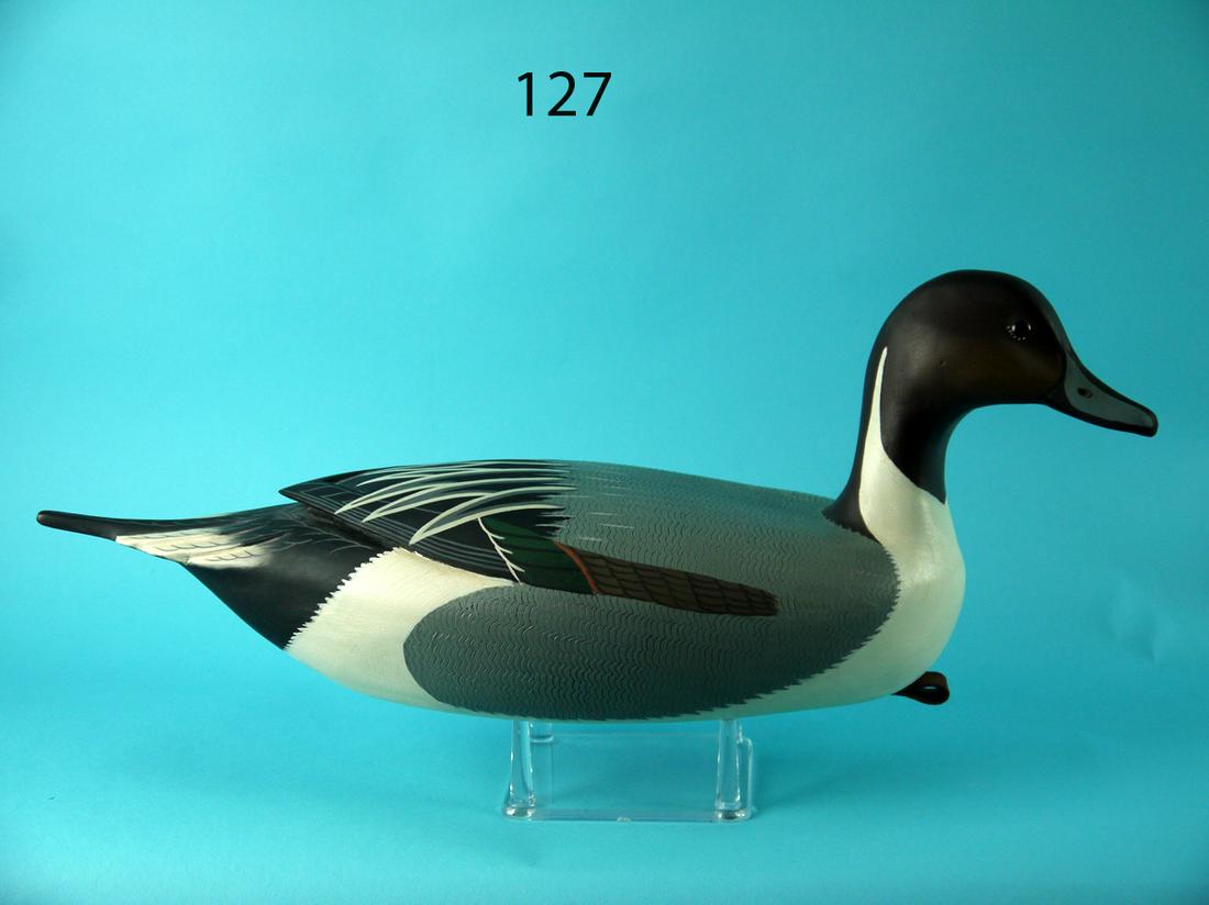 PINTAIL DRAKE, C. FENNIMORE (1 of 4)