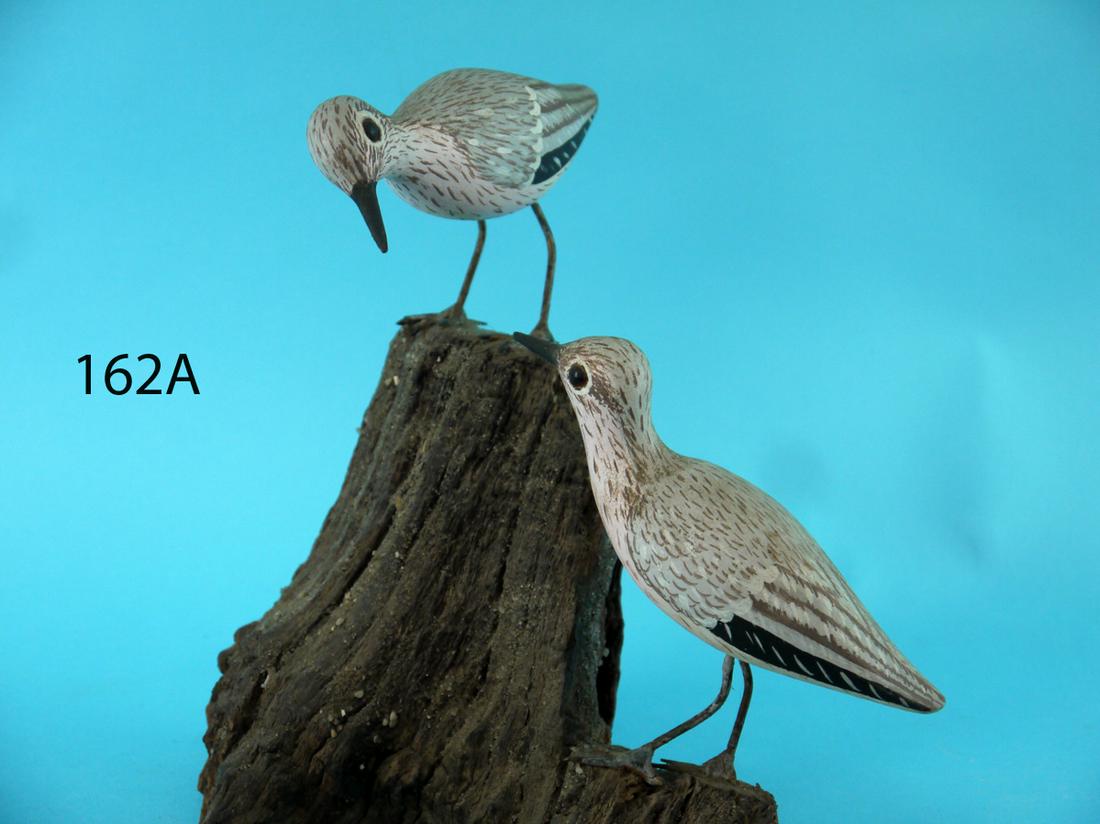 TWO SANDERLINGS, W. KEIM (1 of 3)