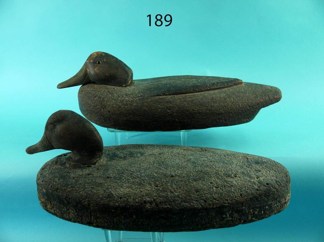 TWO BLACK DUCKS, CORK (1 of 4)