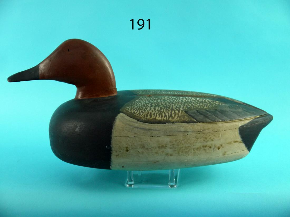 CANVASBACK DRAKE, CT (1 of 4)