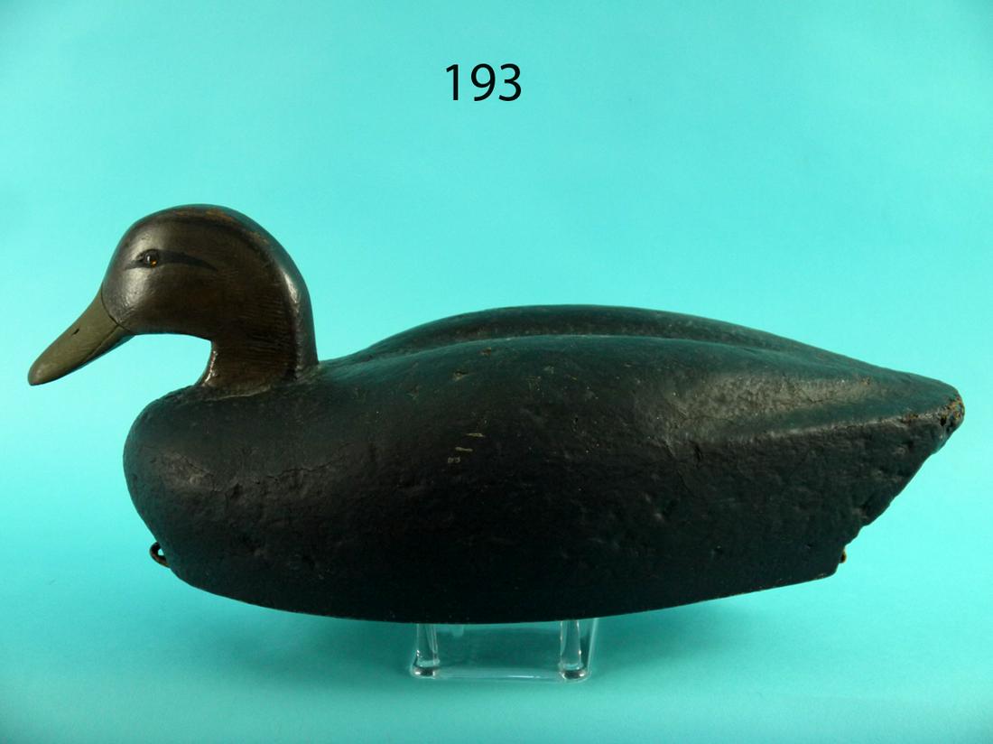 BLACK DUCK. LONG ISLAND (1 of 4)