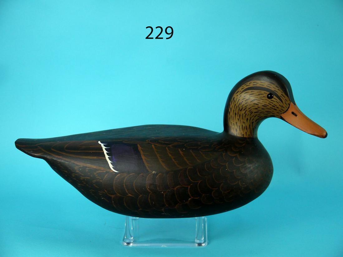 BLACK DUCK, L. REINERI (1 of 4)