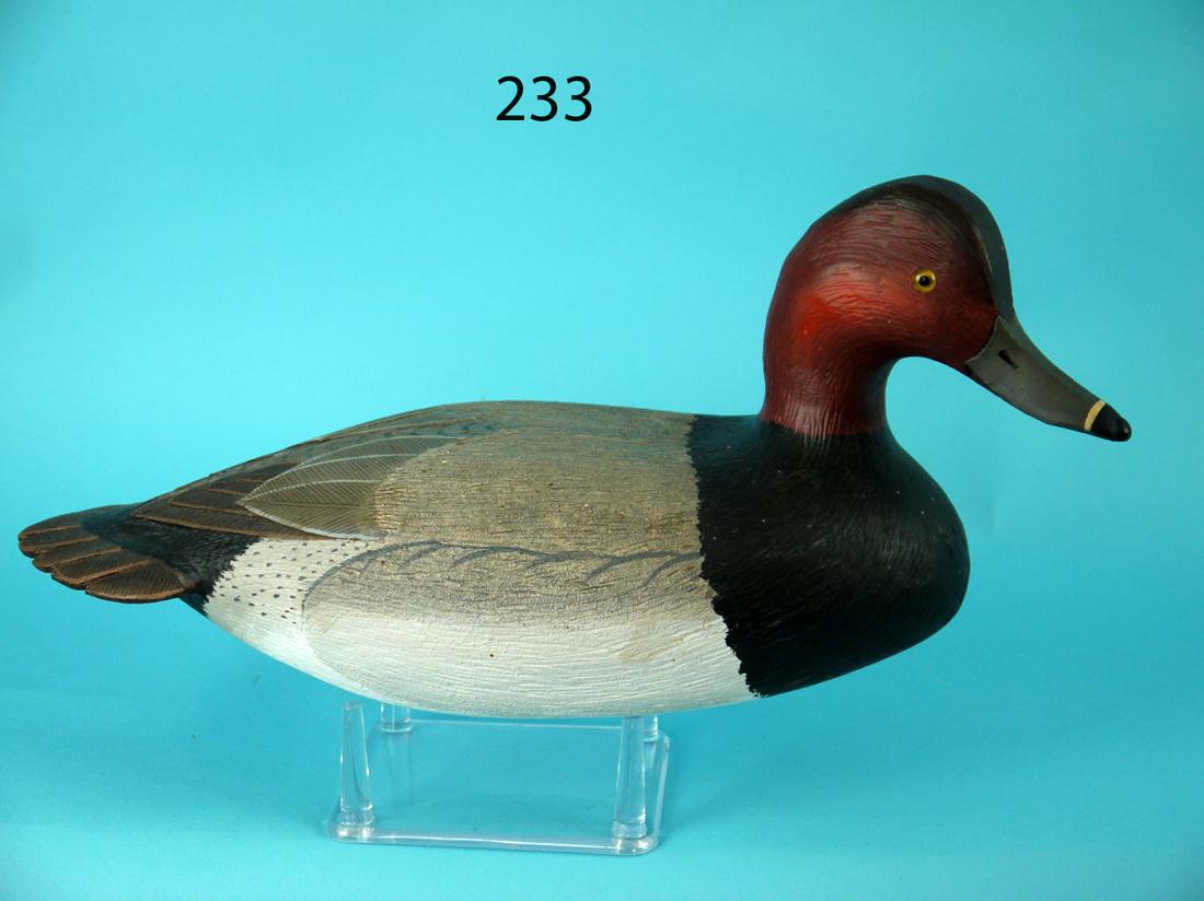 RED HEAD DRAKE, L. REINERI (1 of 4)