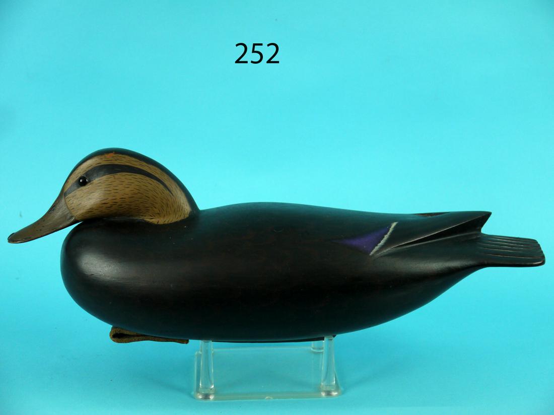 BLACK DUCK, P. SABATINI (1 of 4)