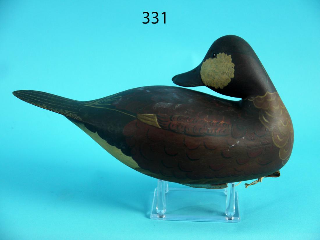 RUDDY DUCK, C. ORTLEY (1 of 4)