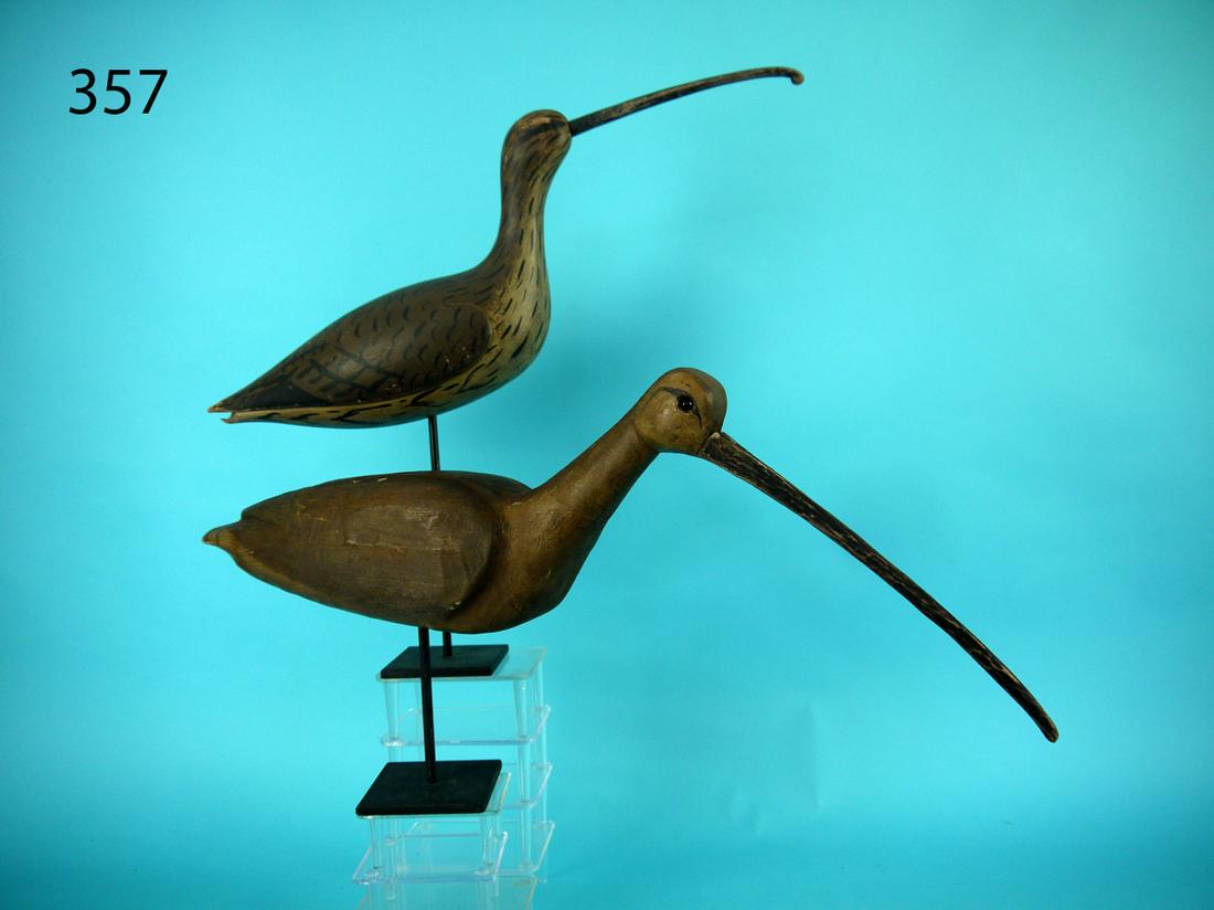 TWO LONG-BILLED CURLEWS, NEW JERSEY (1 of 2)