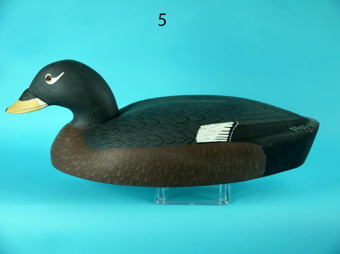 SURF SCOTER HEN, W. KEIM: SURF SCOTER HEN by William Keim, Neptune City, NJ. Excellent original paint and condition. Detailed painted feather work to neck, back and sides. Retains glass eyes. Hollow construction. Signed W. KEI