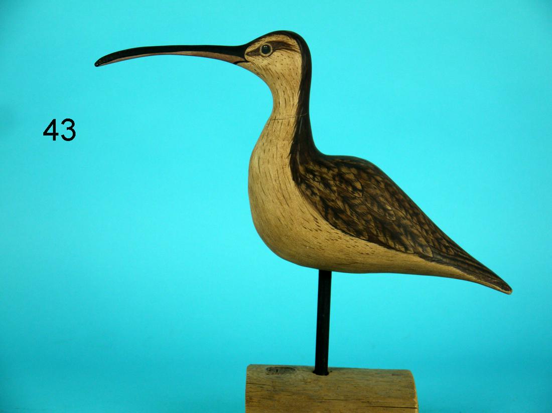 CURLEW, G. COOKE (1 of 3)