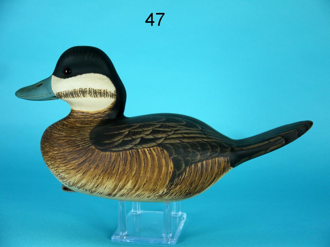 RUDDY DUCK DRAKE, G. COOKE (1 of 4)