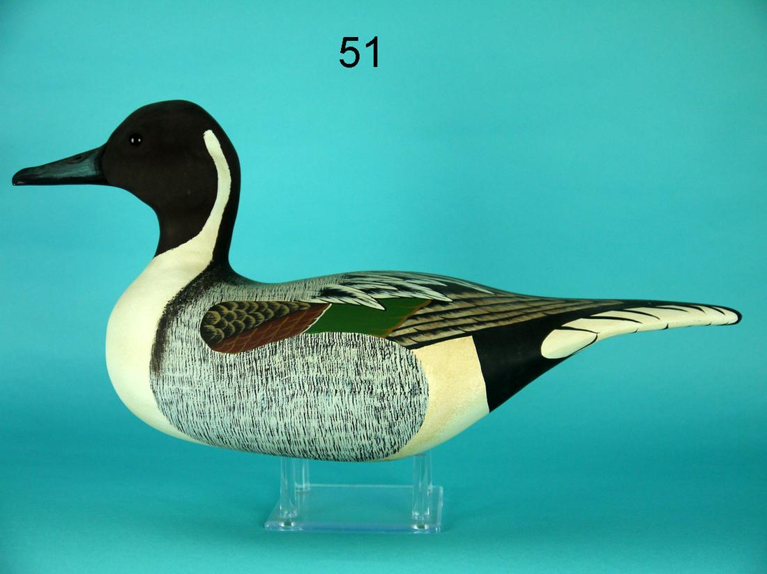 PINTAIL DRAKE, G. COOKE (1 of 4)