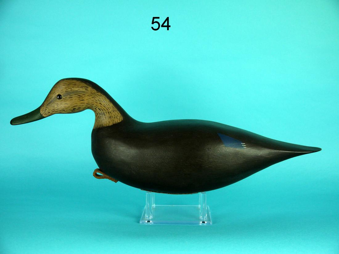 BLACK DUCK, W. DOGGART (1 of 4)
