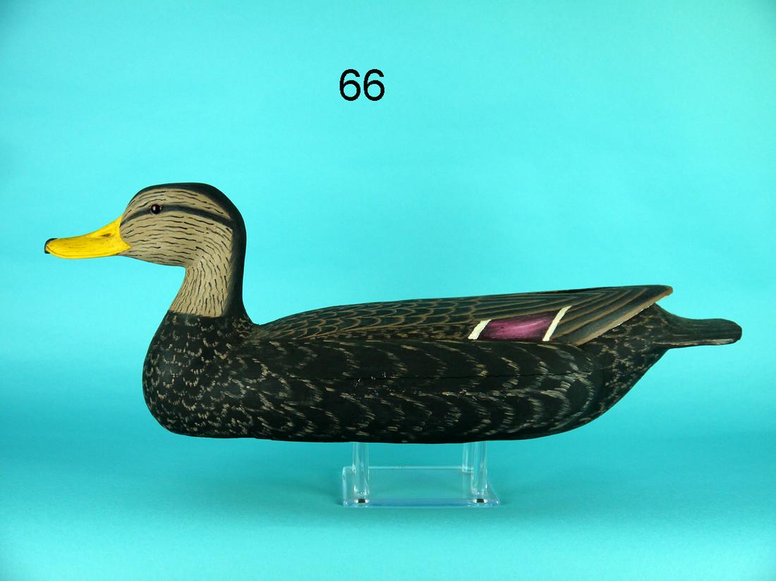 BLACK DUCK, K. LOVELAND (1 of 4)