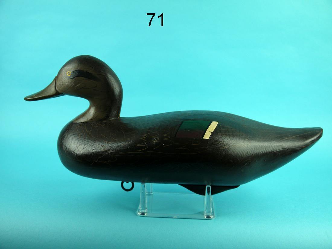 BLACK DUCK, UPPER BAY, MD (1 of 4)