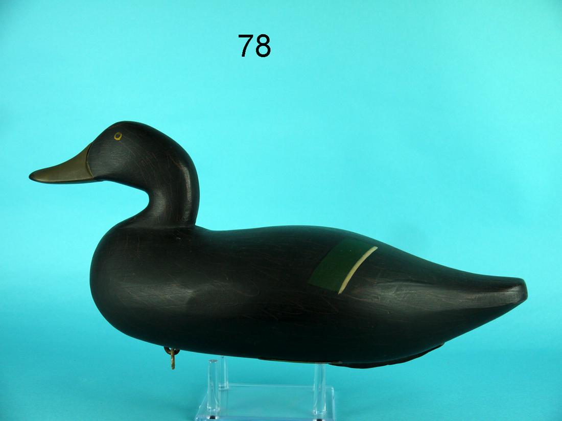 BLACK DUCK, L. PARKER: BLACK DUCK by Lester "Butch" Parker, Holtwood, PA. Excellent original paint and structural condition. Detailed scratch feather paint overall. Painted eye detail. Retains dog-bone weight, rigging ring 