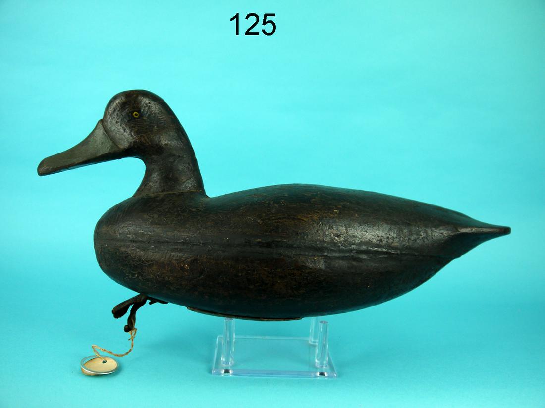 EARLY BLACK DUCK, NEW JERSEY (1 of 4)