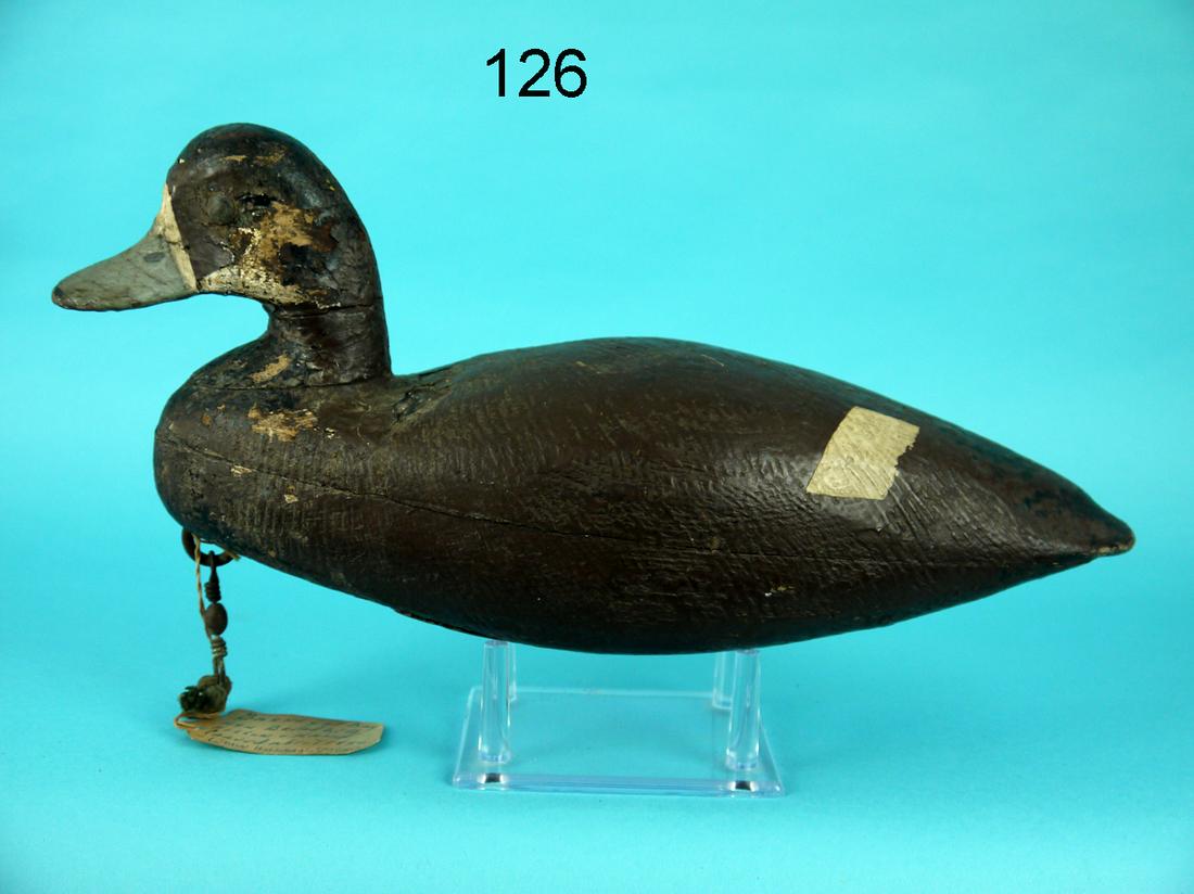 BROADBILL HEN, BARNEGAT BAY, NJ (1 of 4)