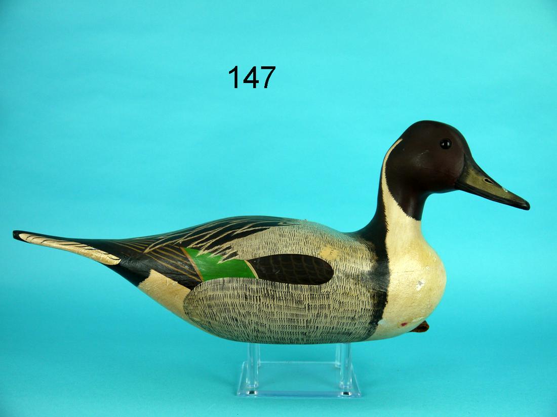 PINTAIL DRAKE, G. COOKE (1 of 4)