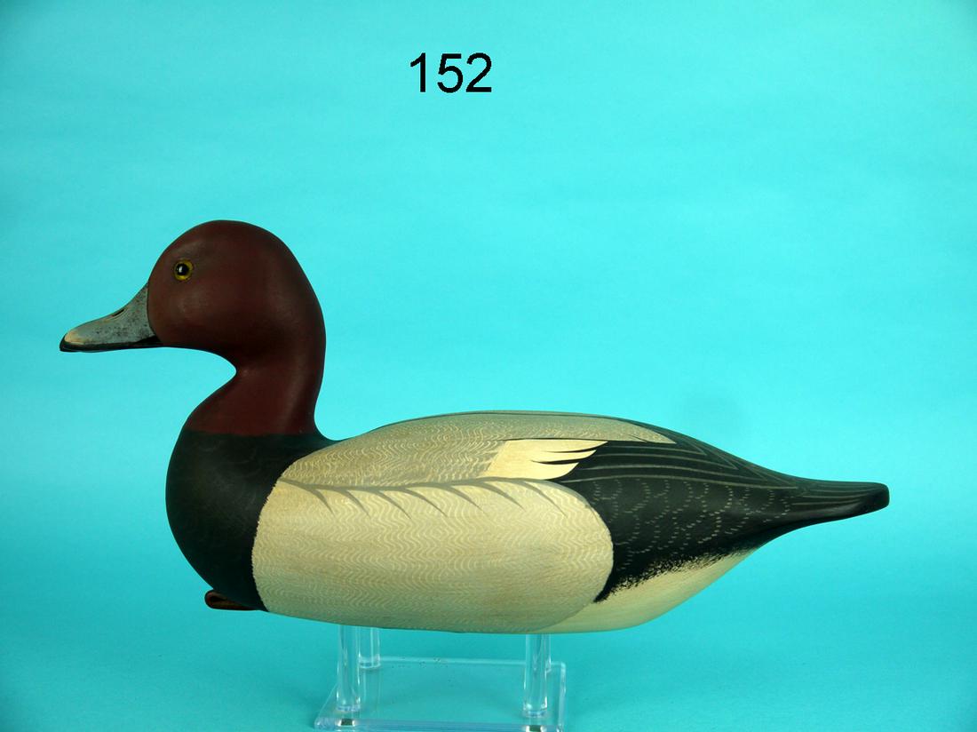 REDHEAD DRAKE, G. COOKE (1 of 4)